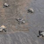 Falta de preservação em Maria Farinha ameaça espécie de tartaruga